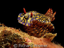 Hypselodoris infucata.  Canon G9/Ikelite DS160 Strobe/UCL... by Richard Witmer 